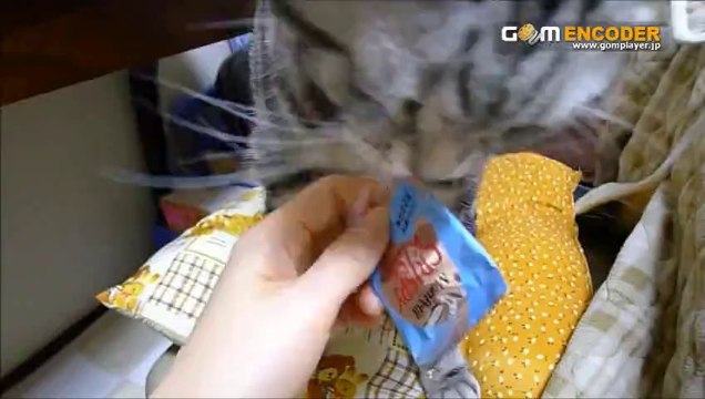 値下げ ＦＸ成功法則マニュアル 実践 検証 動画 結果 特典 購入 ネタバレ レビュー 感想 口コミ ブログ 体験 評価 評判