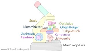Mikroskop Aufbau (Bestandteile)