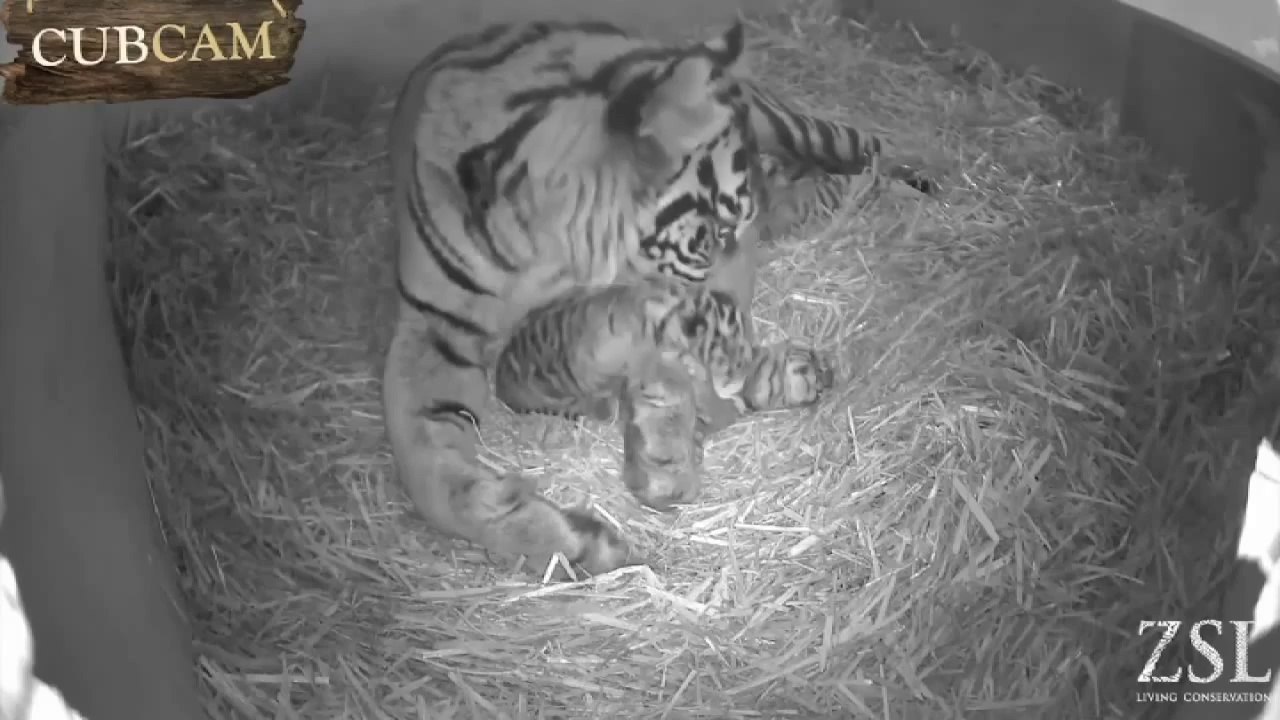 Cute_cubs_Rare_Sumatran_tigers_born_in_London_Zoo