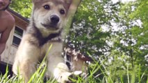 Puppy's Great Energy Captured in Slow-Motion