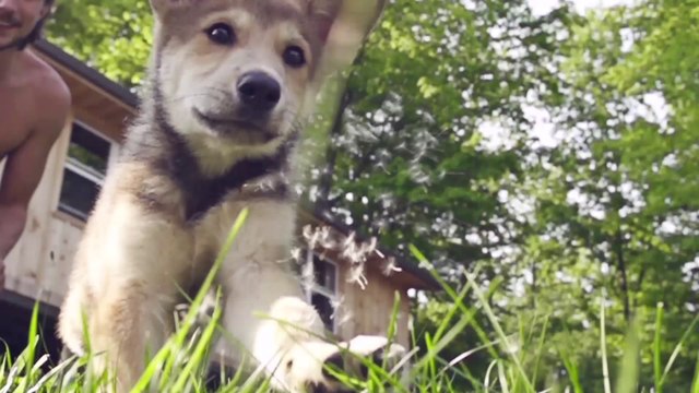 Puppy's Great Energy Captured in Slow-Motion