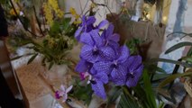 Exposition d'orchidées à l'Abbaye de Vaucelles