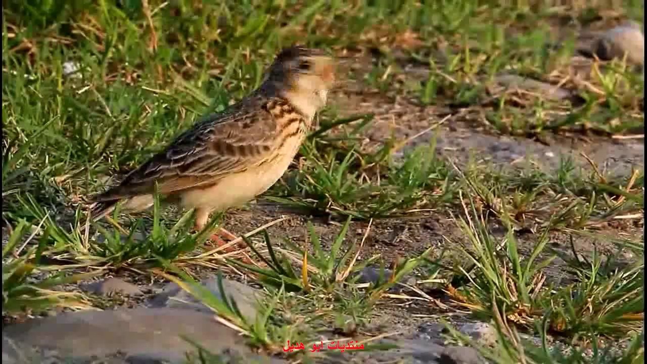 قبرة السماء الصغيرة