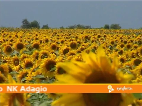 Syngenta, Amistar Extra i Kondi _ 338 _08.03.2014.