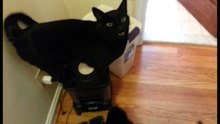 Cat feeding