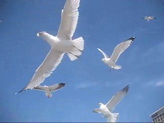 Feeding Seagulls
