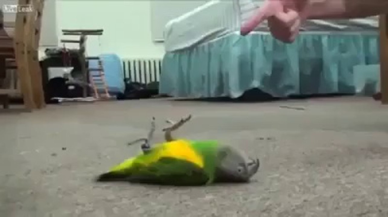 Acter Parrot