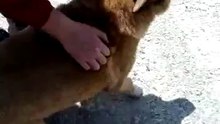 Friendly dog making funny sound~noise おとらしいワンちゃんはおかしい音が出たね