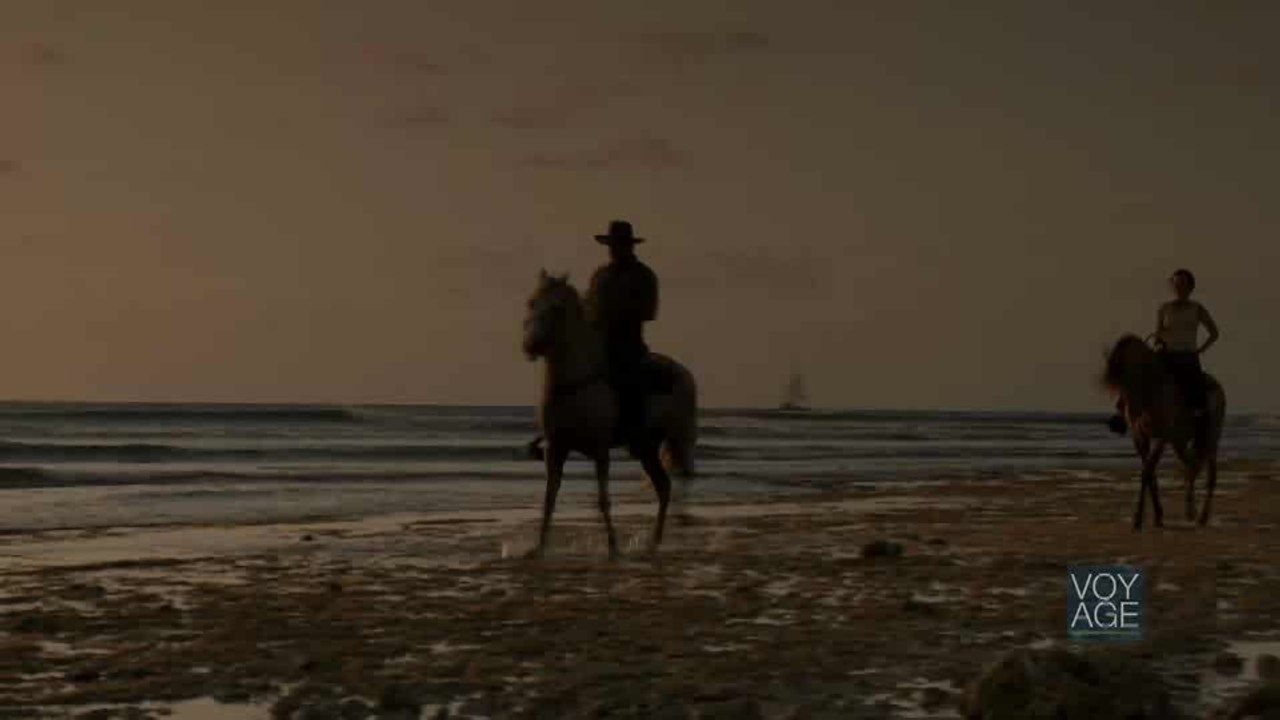 Aruba: An Island by Horse