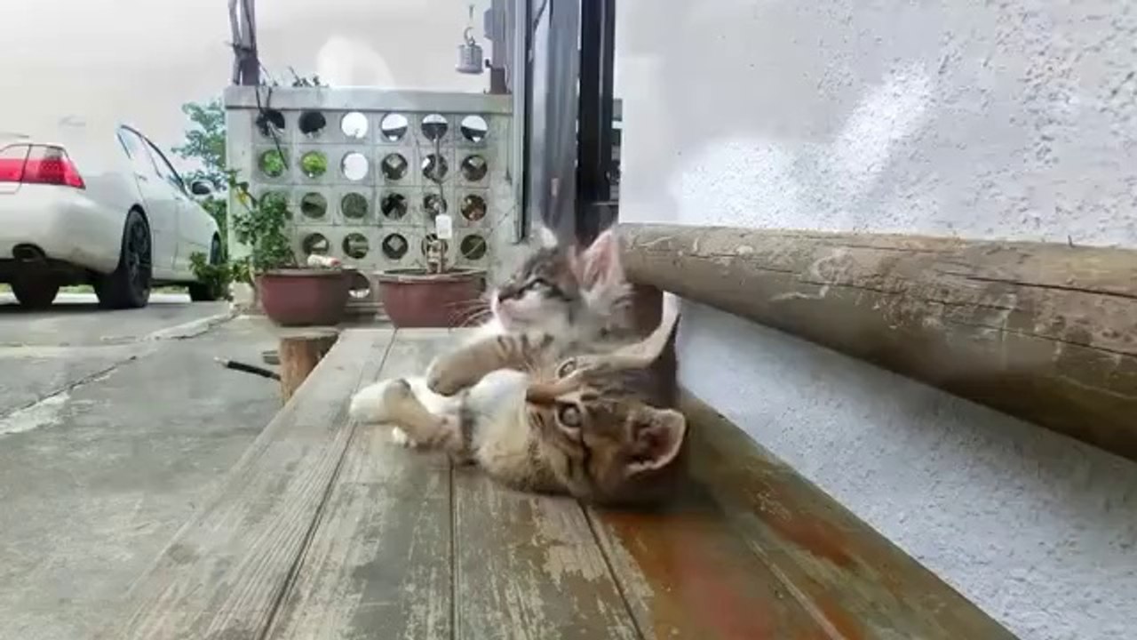 Sleeping Cat Annoyed