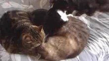 Chats qui se lèchent