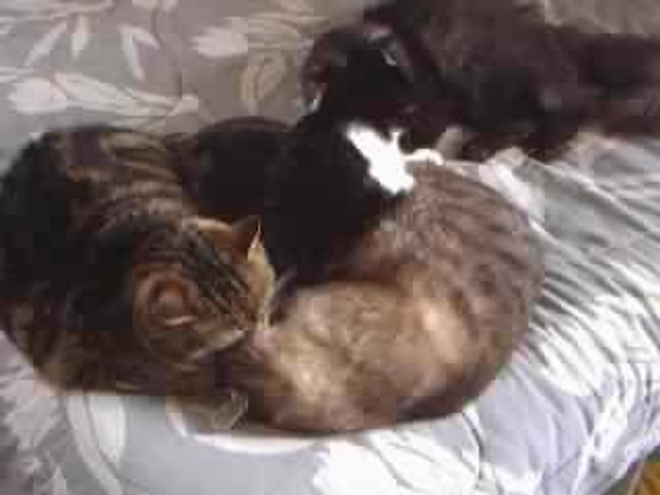 Chats qui se lèchent