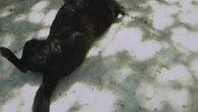 Malamut se roule dans la neige
