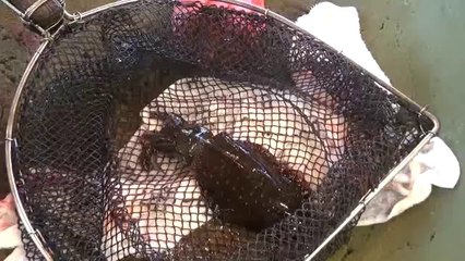 アオリイカを指で〆る