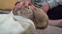 Adorable Bunny Rabbit Gets Angry When The Petting Stops