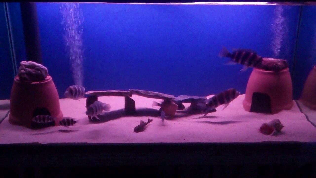 Frontoza Brundi