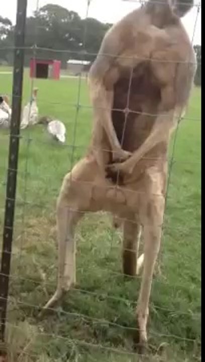 Kangaroo on steroids