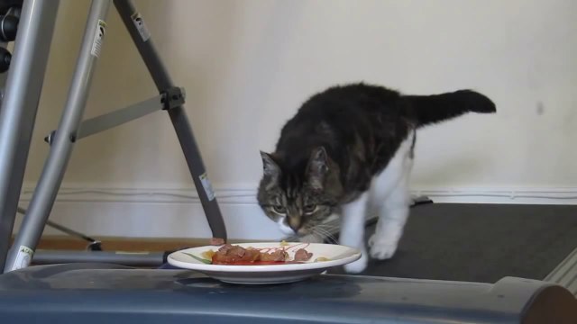 Cat Walks On Treadmill To Get To Plate Of Food
