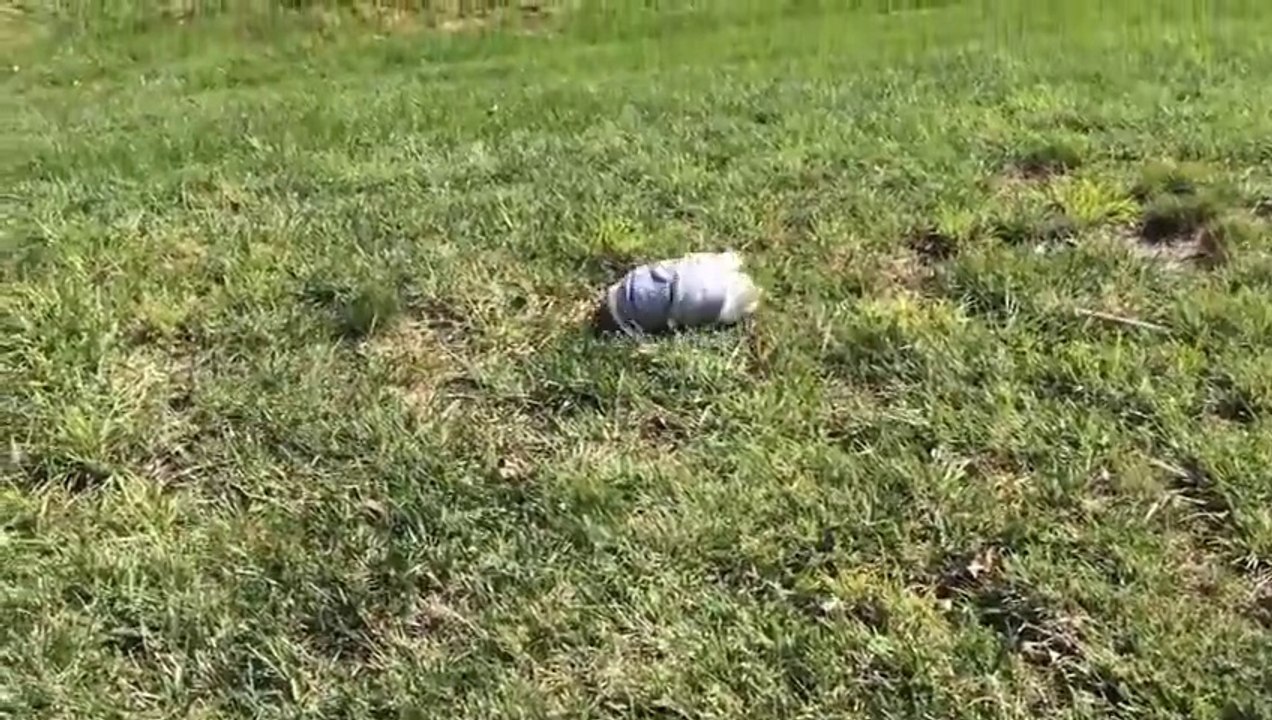 Un bébé Bulldog adore faire des roulades! Trop mignon!