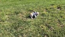 Adorable puppy rolls down hills... Hilarious!