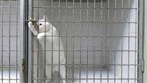 Crazy cat escapes from his prison... So funny!
