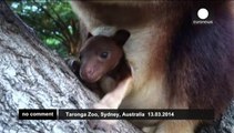 Endangered baby tree kangaroo makes first appearance at Sydney zoo