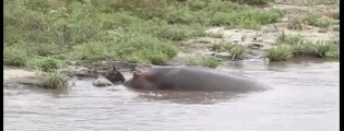 Un hippopotame sauve un gnou attaqué par un crocodile