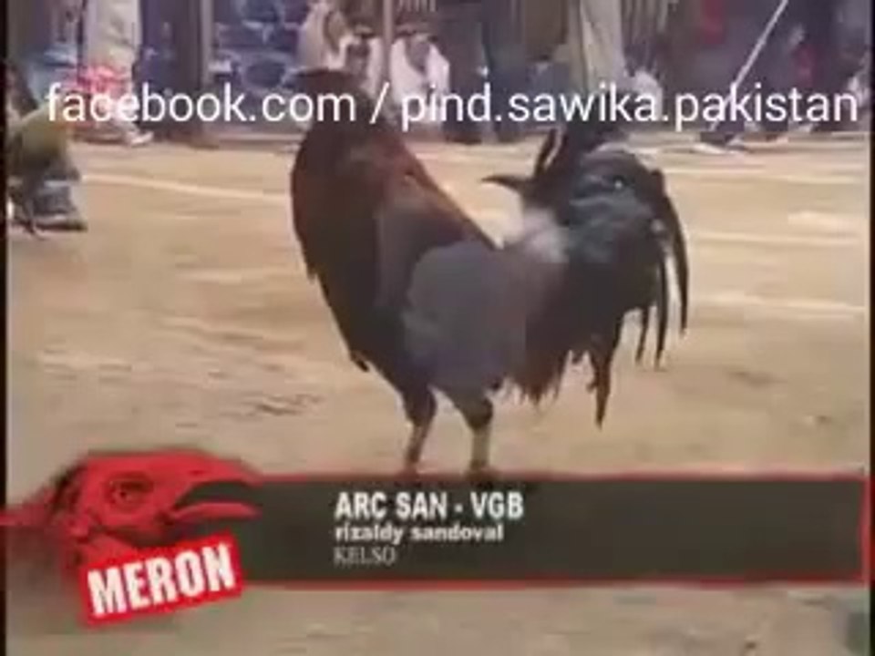 Cook Fighting Videos