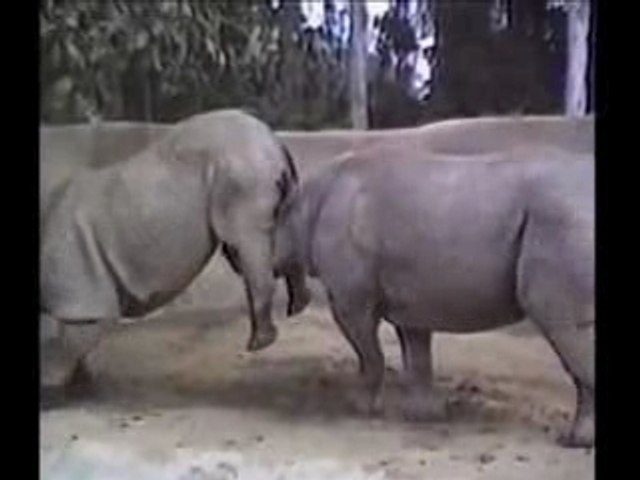 Animales [from www.metacafe.com]