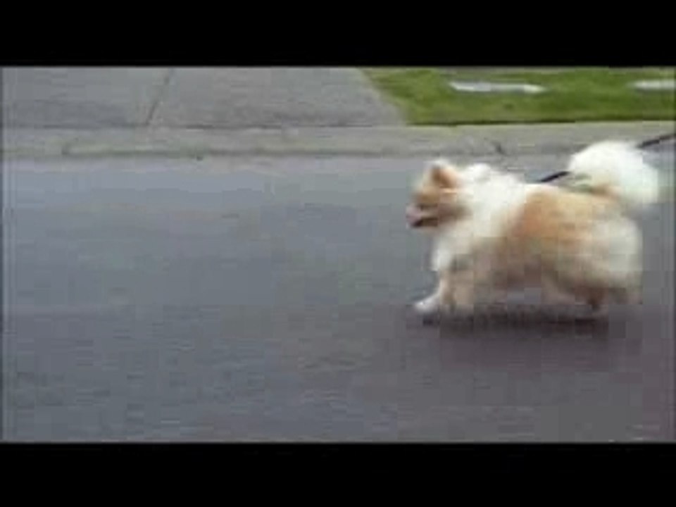 Wag The Dog