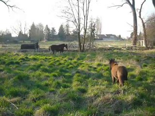 HAVANA & CHE GUEVARA