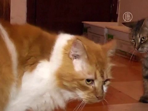 Жительница Крыма приютила 55 кошек