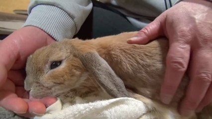 Un lapin aime les caresses
