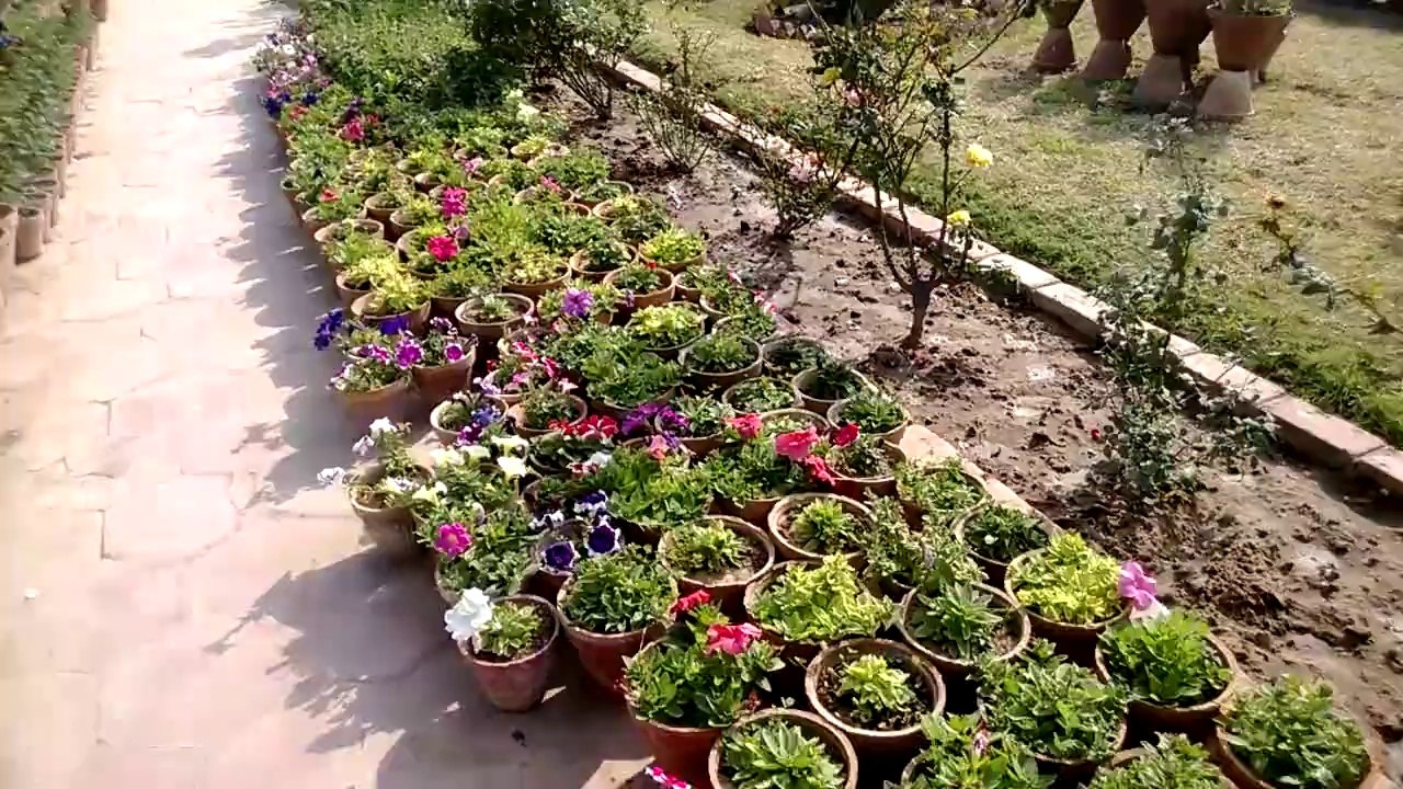 Karachi Zoo Great Flower Show and Zoo day  Flowar Show  (1)