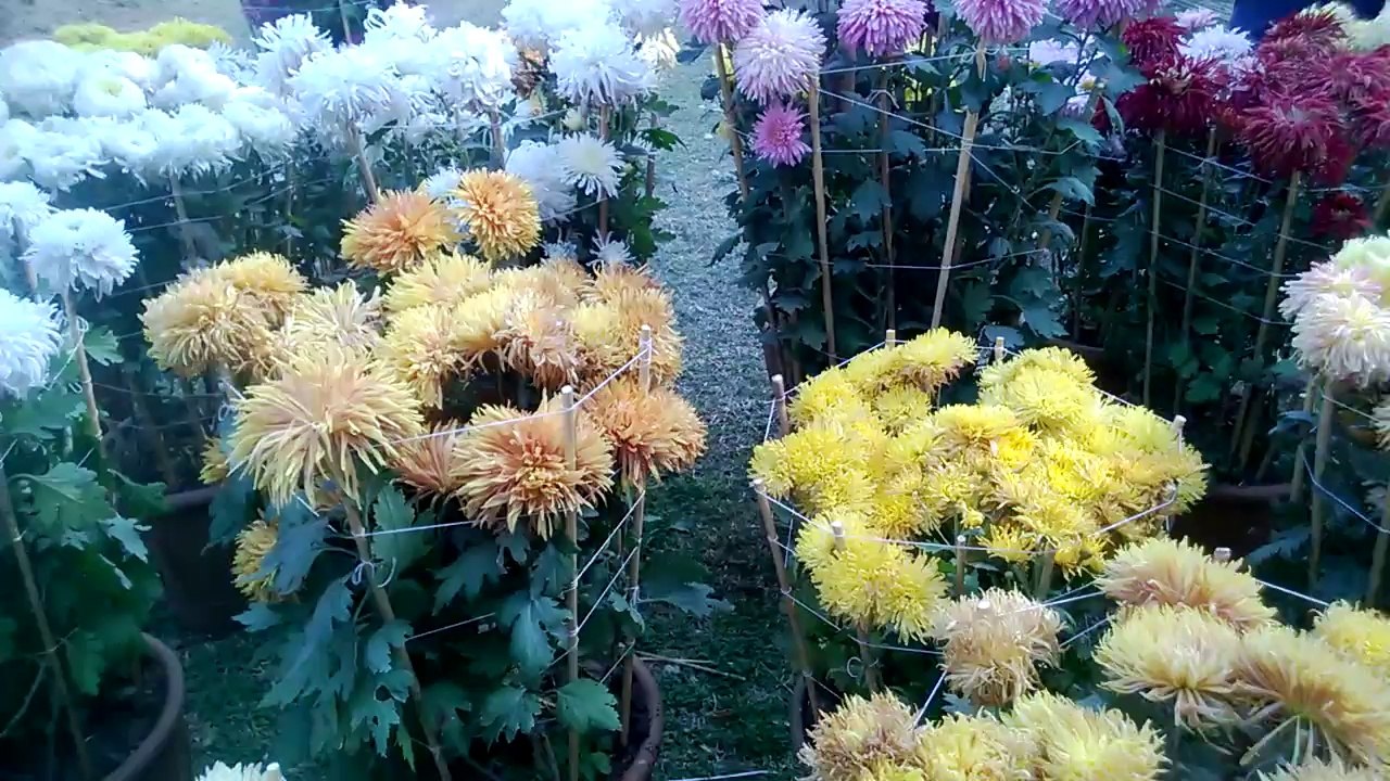 Karachi Zoo Great Flower Show and Zoo day  Gul e Daodi
