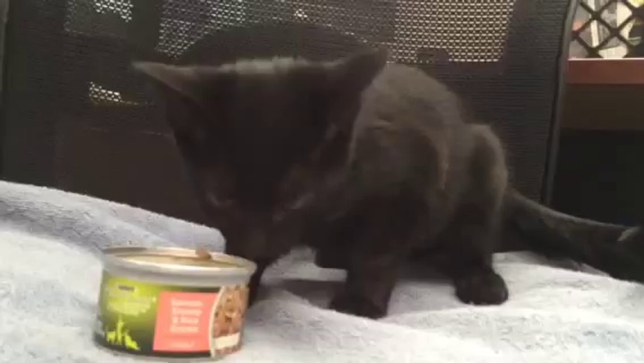 Un chat fait du bruit en mangeant.