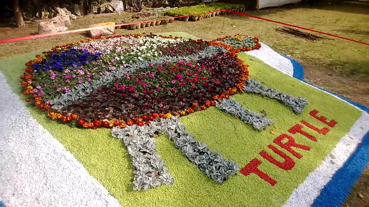 Karachi Zoo Great Flower Show and Zoo day Turtle