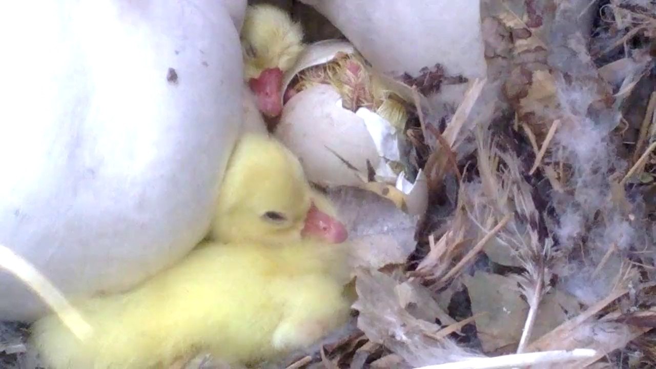 Karachi zoo Duck & Birth of a little Duckling Video  By Sajjad.cdgk (3)