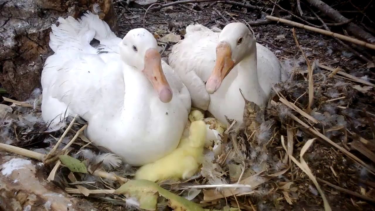Karachi zoo Duck & Birth of a little Duckling Video  By Sajjad.cdgk (1)