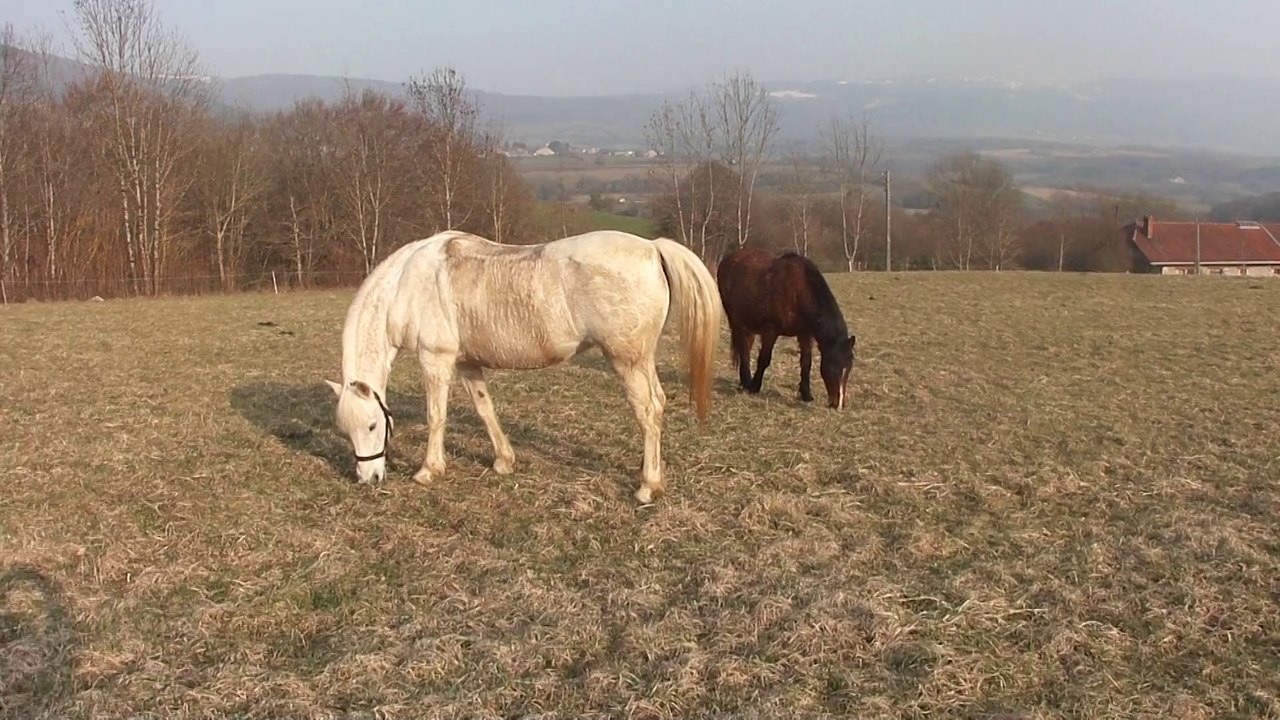14 03 Chevaux qui broutent