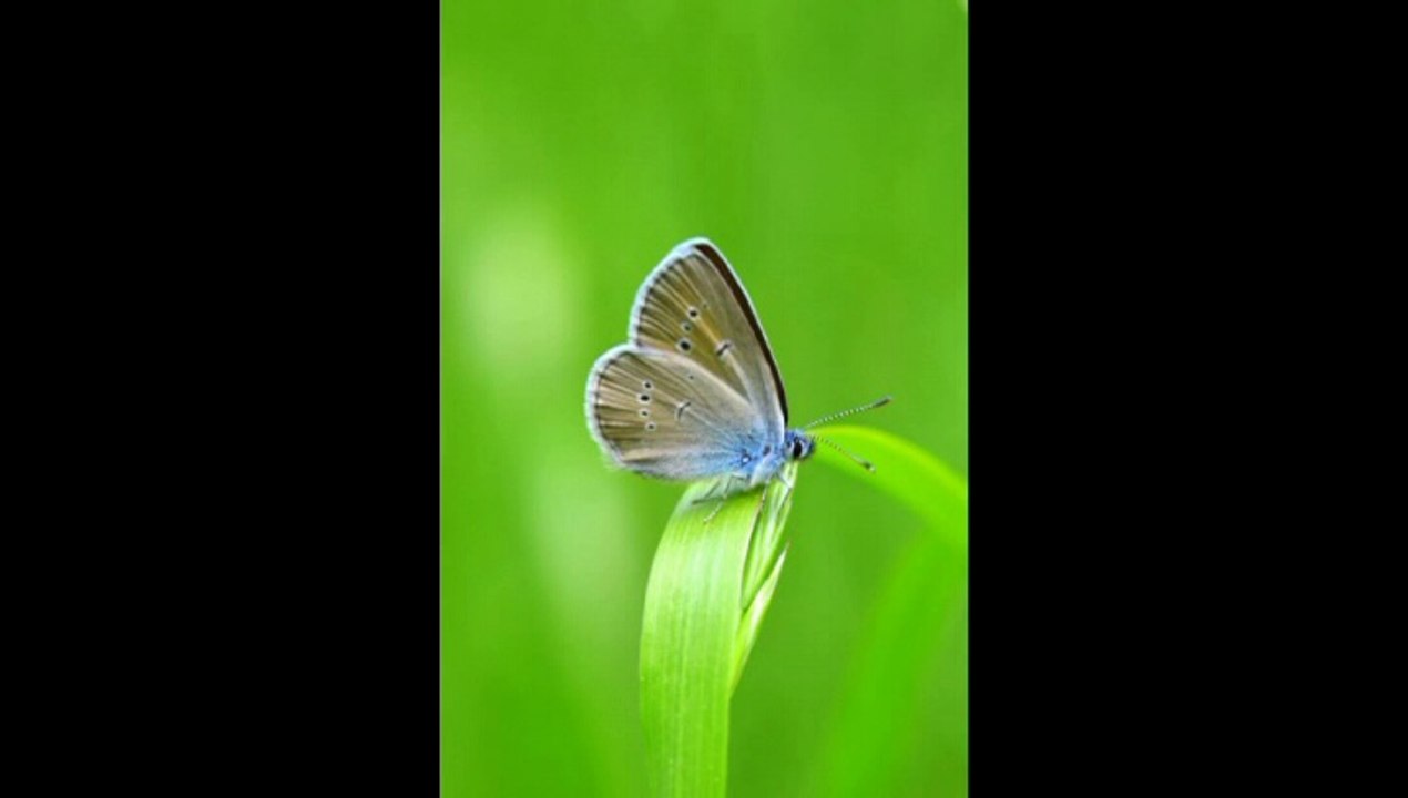 Papillon