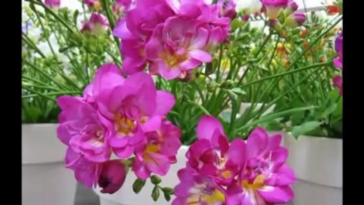 WWW.INDIRVIDEO.NET-ANKARALI NAMIK SİYAH ŞAÇLARINI ELLERMİ SARACAK.~~-͇̿C͇̿¤̿ ͇̿-
