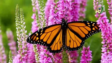 Evrimciler bilimsel delillerle değil, süslü kelimelerle teorilerini kanıtlamaya çalışırlar (1.Bölüm)