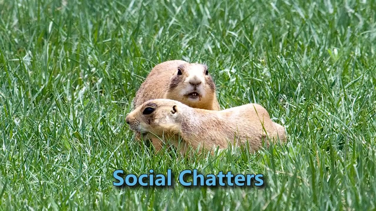 Prairie_Dogs_America_s_Meerkats_-_Language