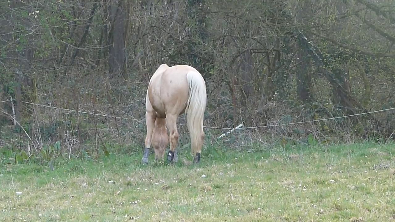 balaiga
