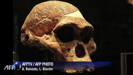 Little Foot, nuestro posible antepasado