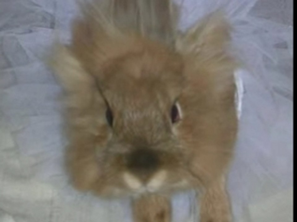 ZANIMO