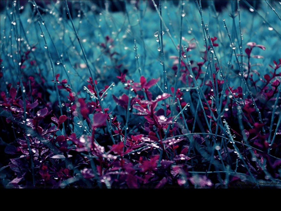 Rain by The Electric Trunk