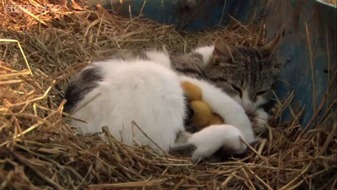 Cat cuddles kittens and adopted ducklings - Animal Odd Couples