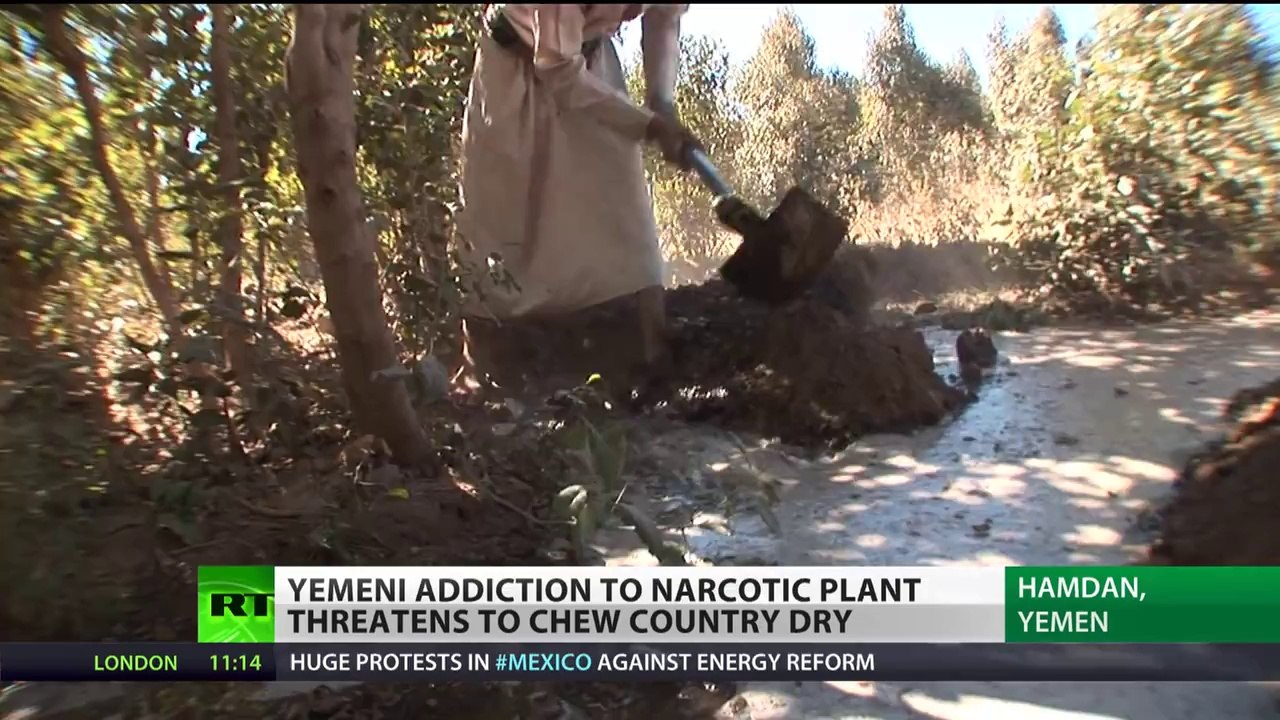 Chewing to Death: Yemeni drug addiction threatens to dry the country